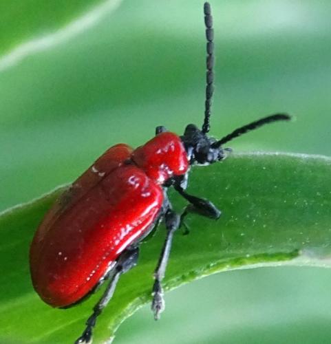 Réf. 273 795 : Lilioceris lilii